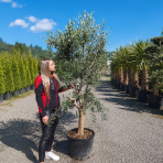 Olivovník európsky (Olea europaea) ´ARBEQUINA´ - výška 160-180 cm, obvod kmeňa 25/30 cm, kont. C45L (-12°C)